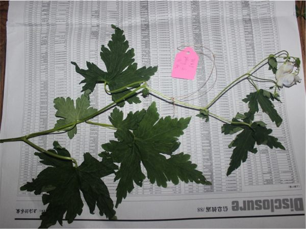 Aconitum orochryseum