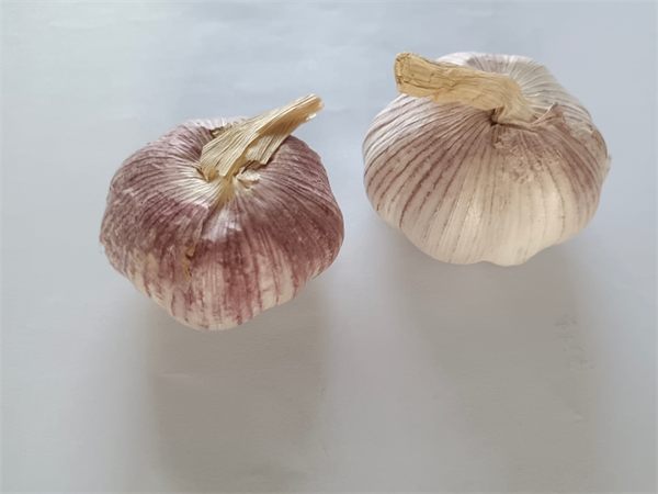 蒜
