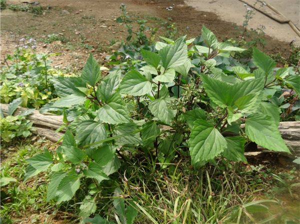 破坏草 