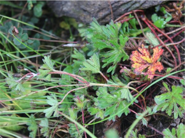 尼泊尔老鹳草