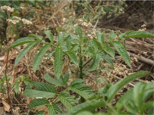 接骨草