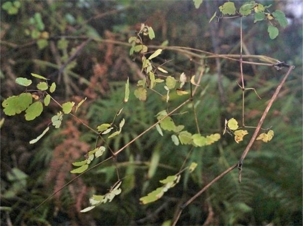 多叶唐松草